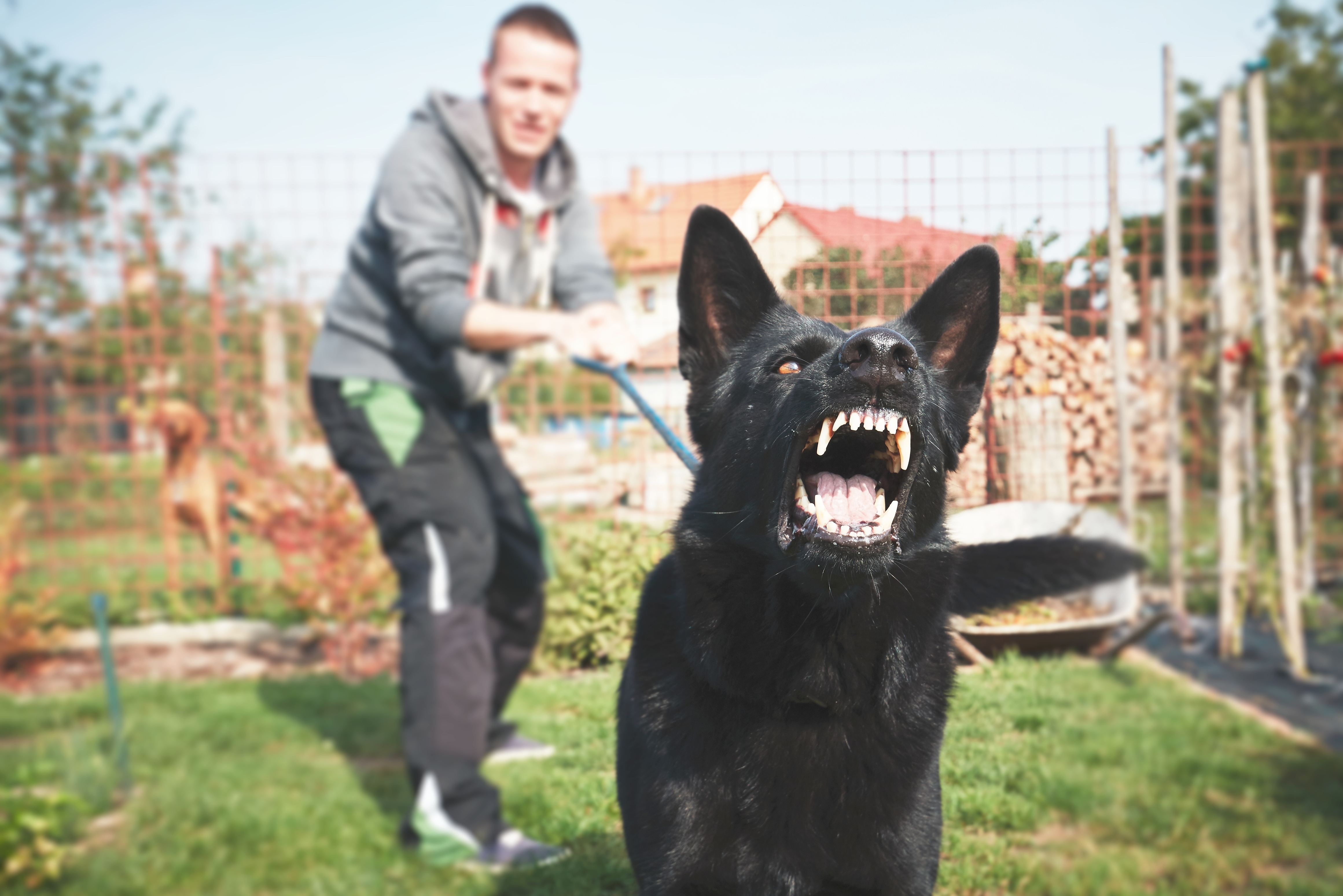What To Do if Another Dog Attacks Your Dog